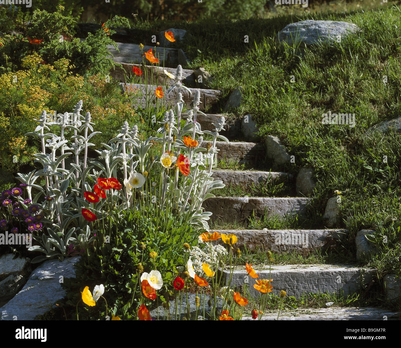 Garten Stein Treppe Sommerblumen Detail Treppe Natur Stein Natur