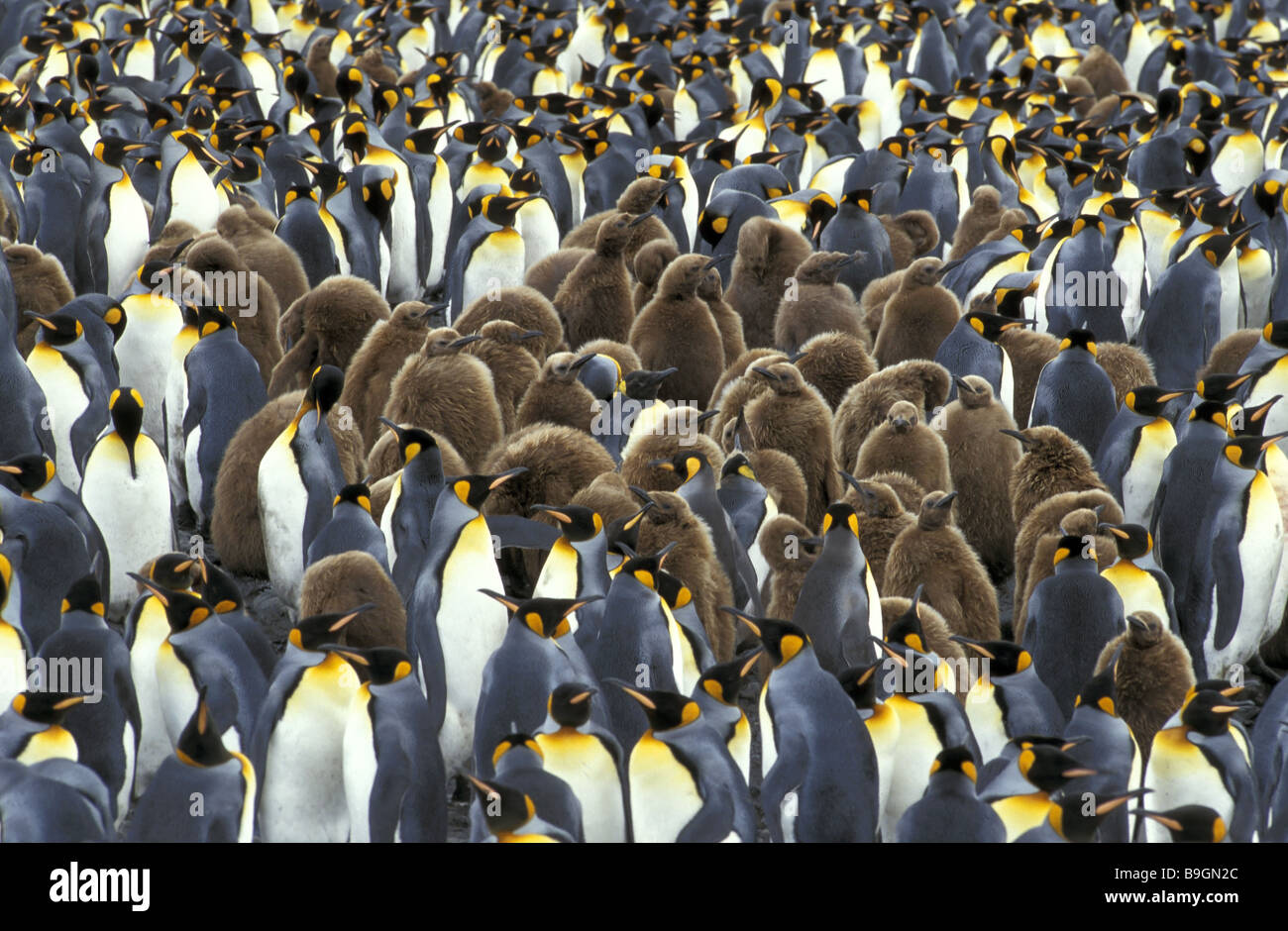 Königs-Pinguine Aptenodytes patagonicus Stockfoto