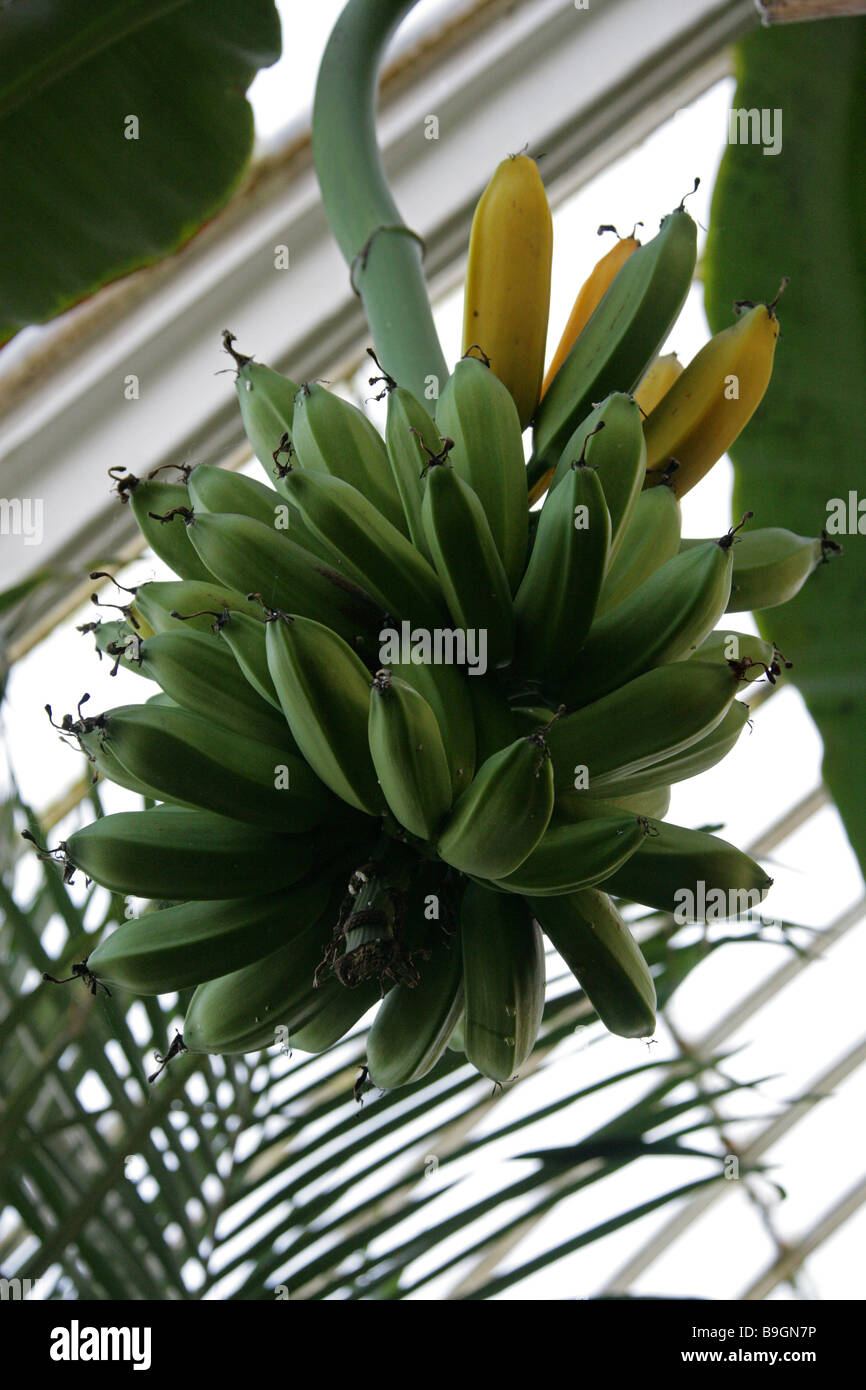 Musa Campestris, Musaceae. Eine Bananenpflanze aus Borneo. Stockfoto