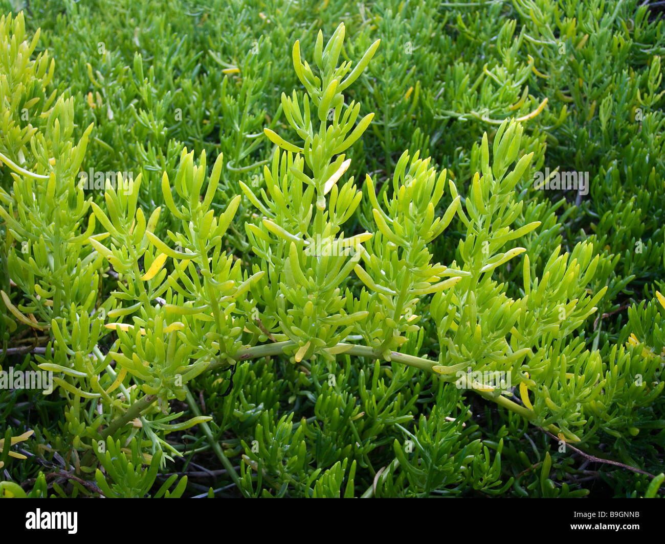 Fleischige rotblättrige Mönchsbart Tollerate salzig Schlamm erstellt von Hurrikanen im Flamingo Bereich von Florida Everglades Nationalpark Stockfoto