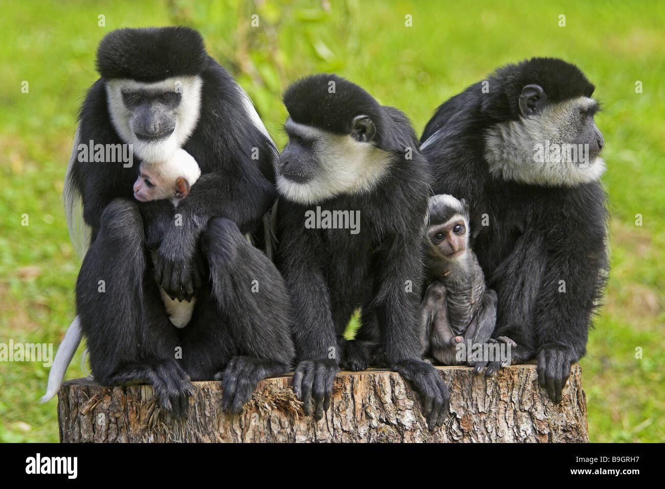 Zoo-Stub Guerza Colo-Bus Guereza Alto-Tiere junge Wachsamkeit Tierwelt Spiel Tier Tiere Säugetiere Affen Alto-Welt-Affen Stockfoto