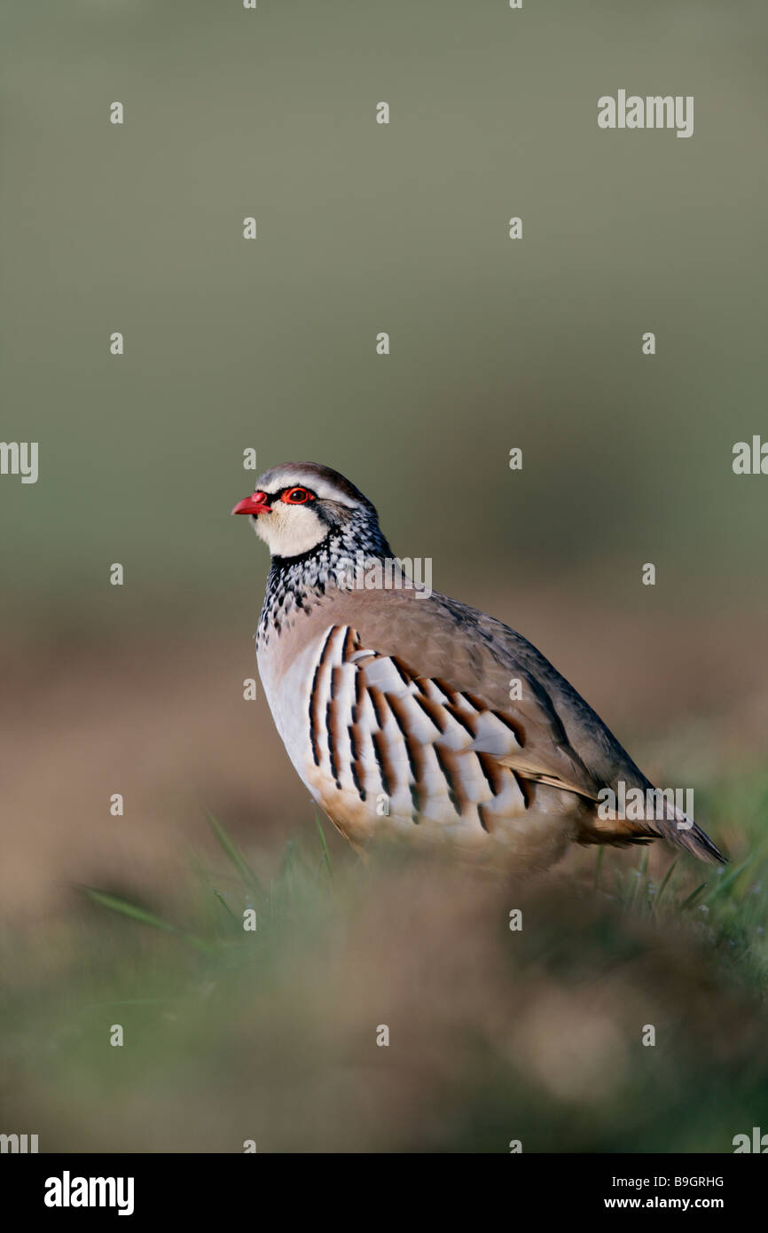 Rotbeinige Rebhuhn Alectoris Rufa Französisch Stockfoto