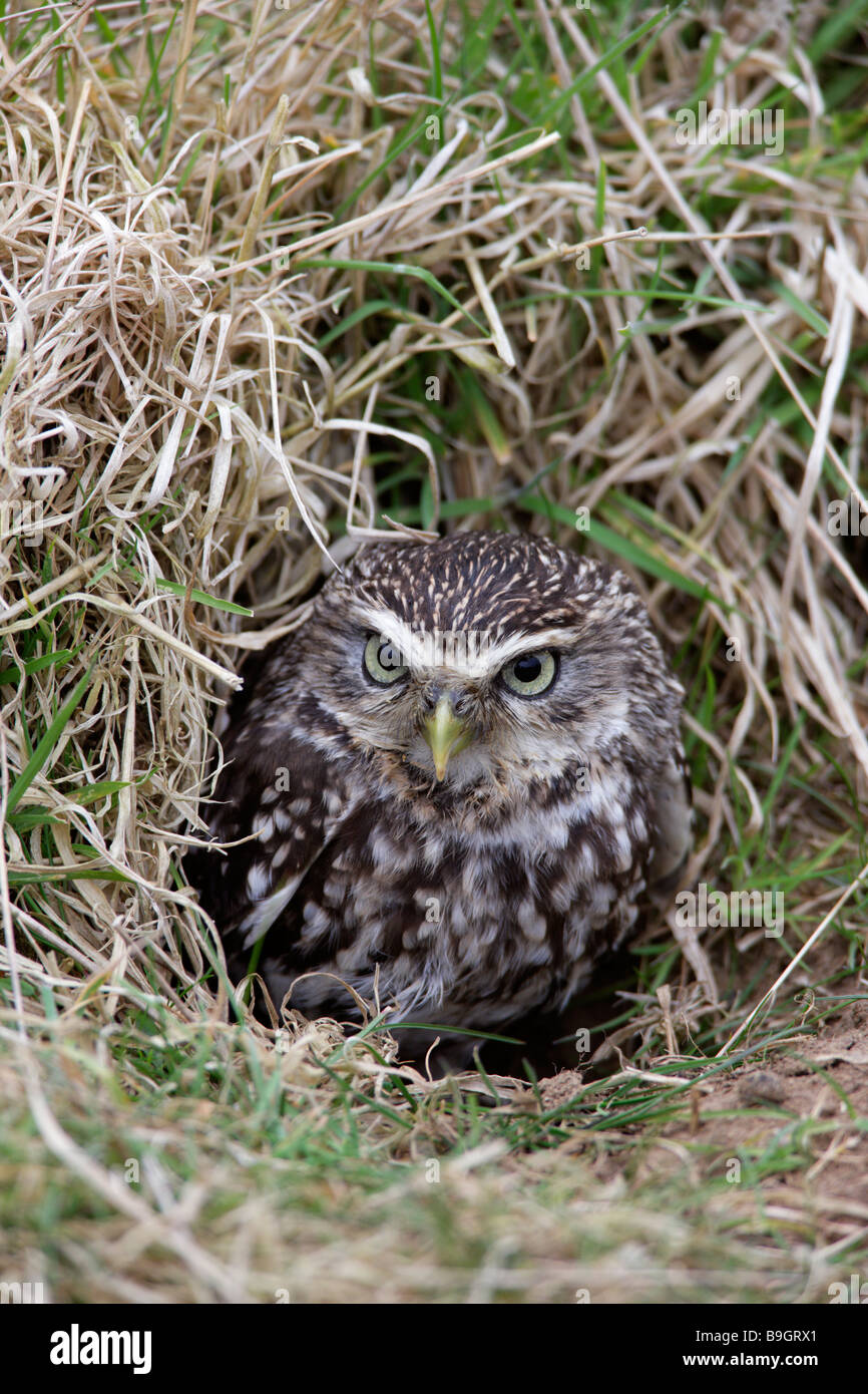 Steinkauz Athene Noctua Nest Fuchsbau Stockfoto