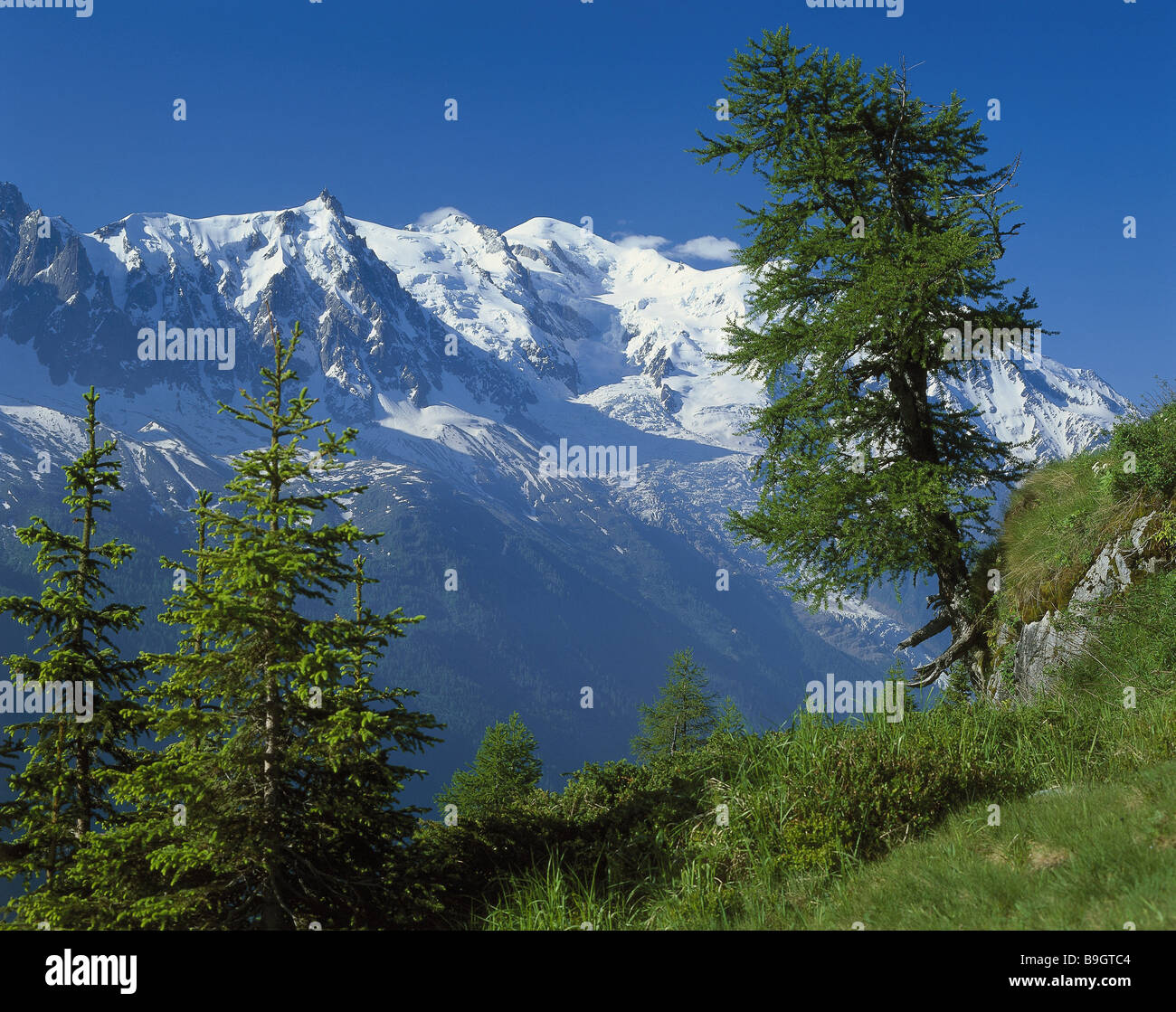 Frankreich Departement haute-Savoie Alpen Col des Montets anzeigen Montblanc Bergwiese Bäume Ansicht Berge Mountain-Gruppe Stockfoto