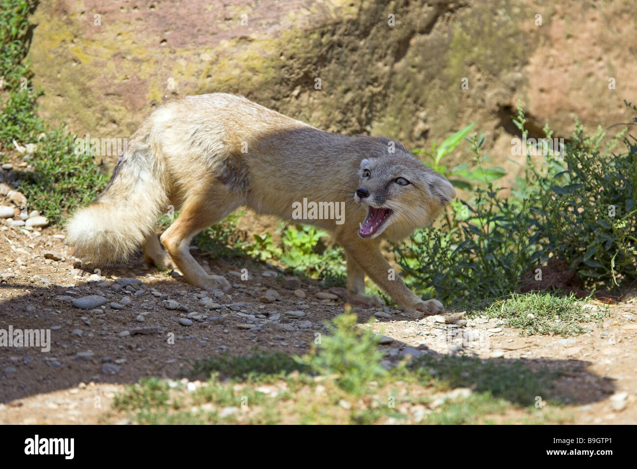 Zoo Korsak-Fuchs Alopex Corsac aggressiv Zootier Tiere Spiel-Tier Säugetier Korsakfuchs Steppe-Fox Drohgebärde droht Stockfoto