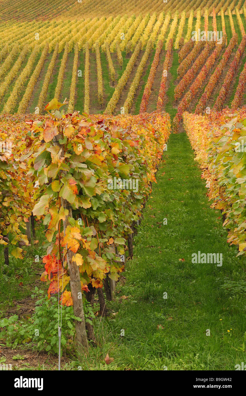 Weingut Reben Reben Herbstlaub Laub Herbst-Farben Herbst-Färbung Laub Herbst-Stimmung fallen Zeilen Weinbau Landwirtschaft Stockfoto