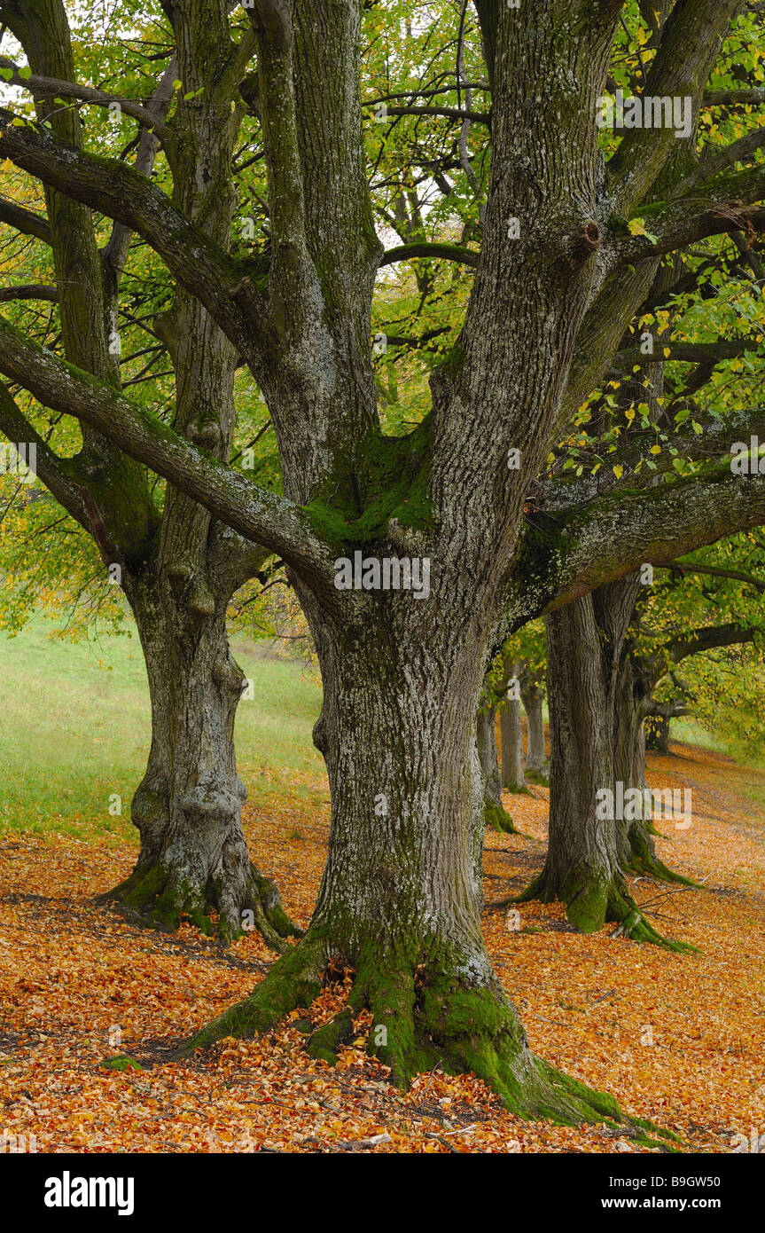 Park-Schwarzpappeln Populus Nigra Herbst Bäume Avenue Zeile Baumstämme Detail Laub Natur Wiese Rinde Blätter Herbst-Stimmung Moos Stockfoto