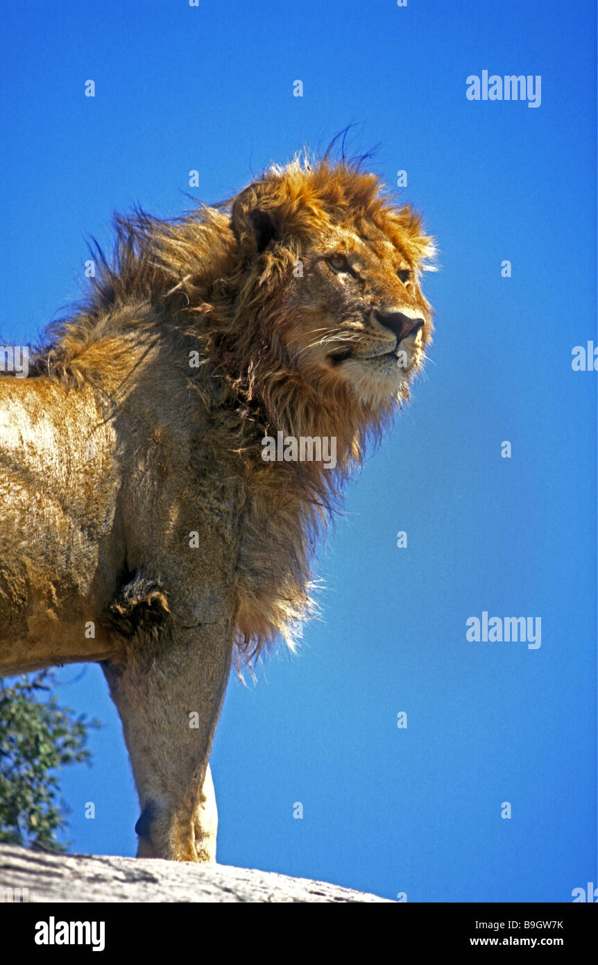Nahaufnahme von jungen männlichen Löwen mit neu angebauten Mane, die er auf den flachen Felsen Moru Kopjes in Serengeti Tansania steht Stockfoto