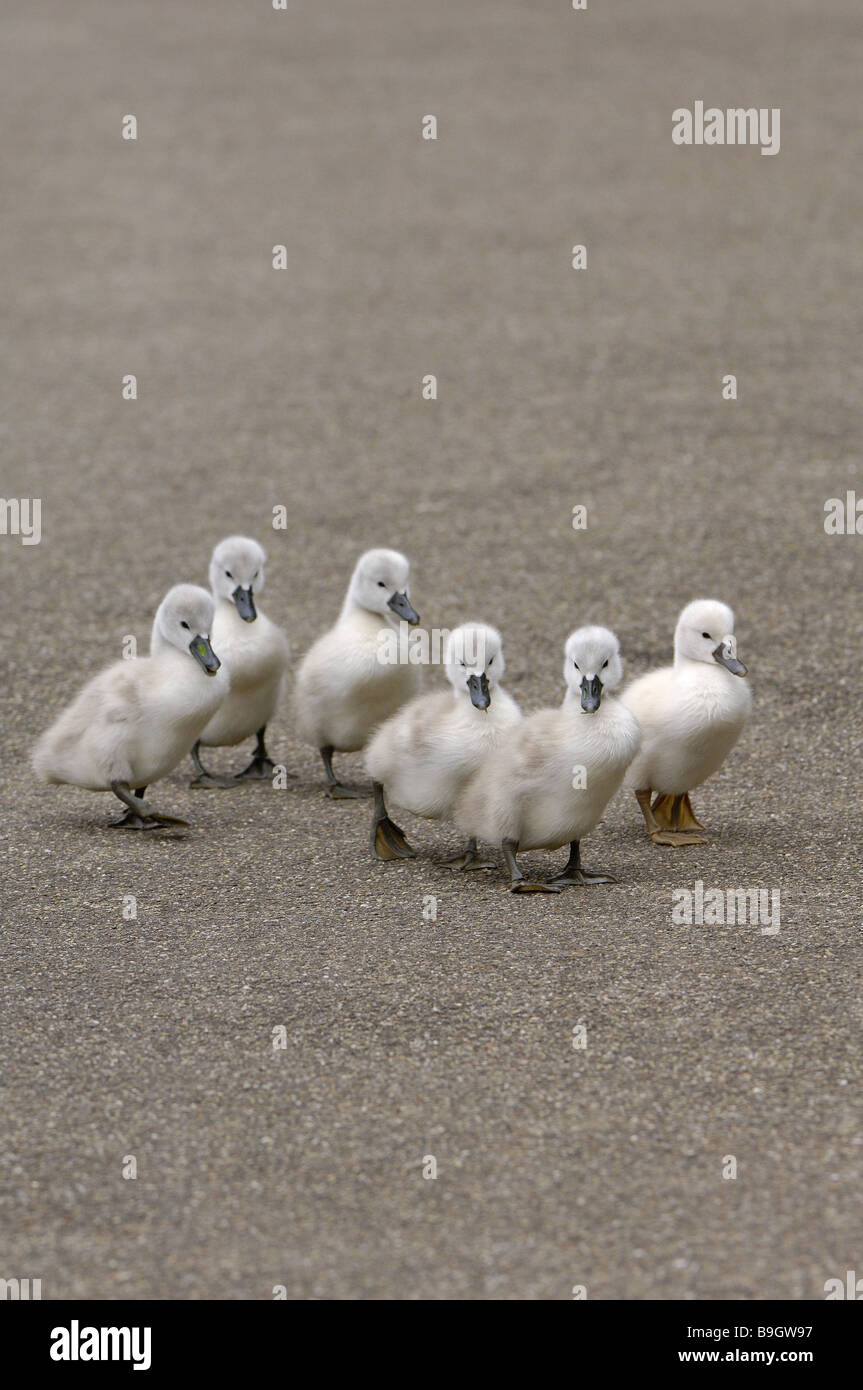 Straßen Buckel-Schwäne Cygnus Olor Küken sechs Serie Tiere Vögel Jungvögel Ente Gans-Vögel Wasservögel Wildtiere Gefieder Stockfoto