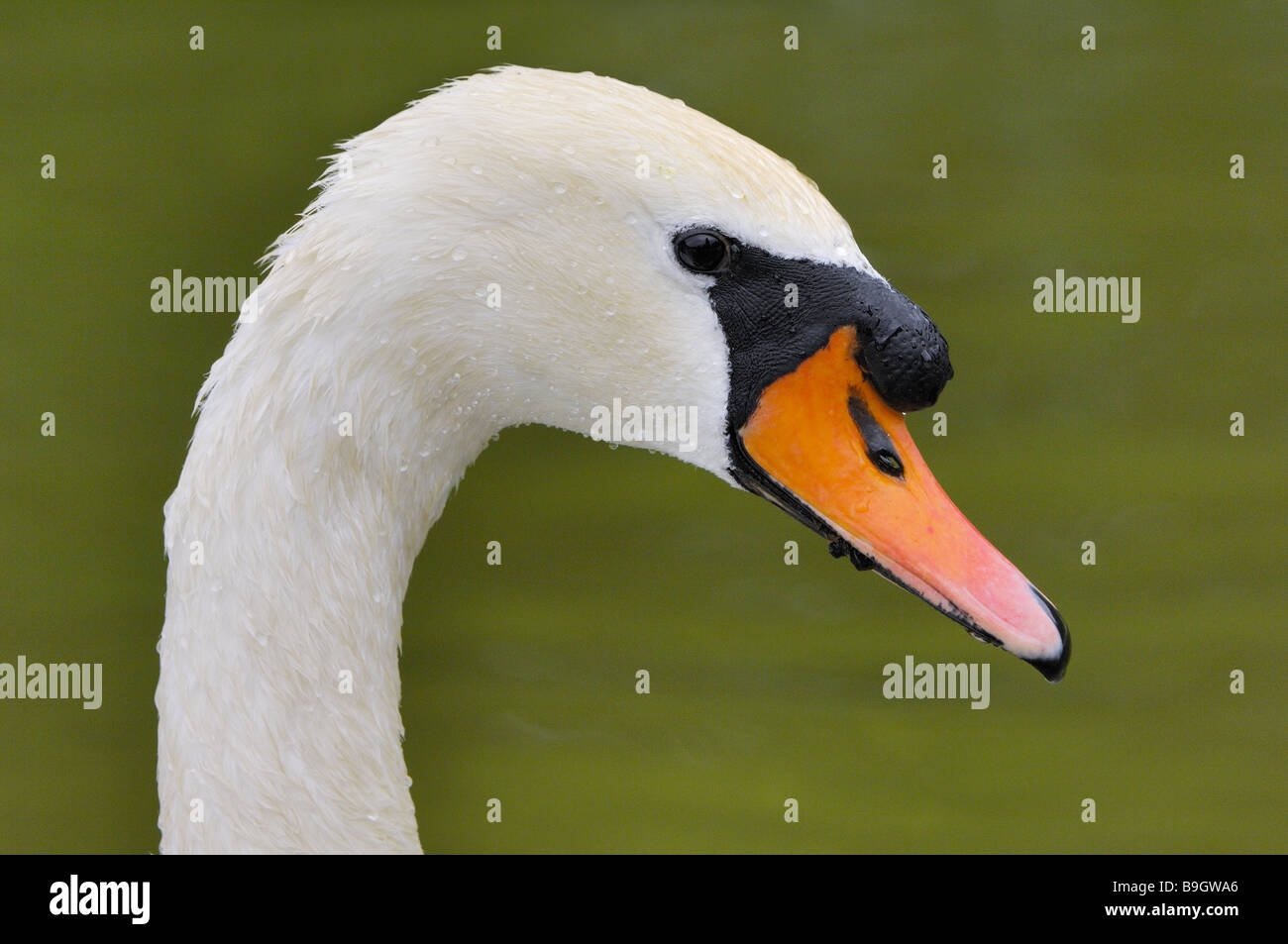 Buckel-Schwan Cygnus Olor Profil Serie Tiere Vogel Ente Vogel Gans-Vogel Wasservögel Wildtiere Gefieder weißen nassen Wassertropfen Roll Stockfoto