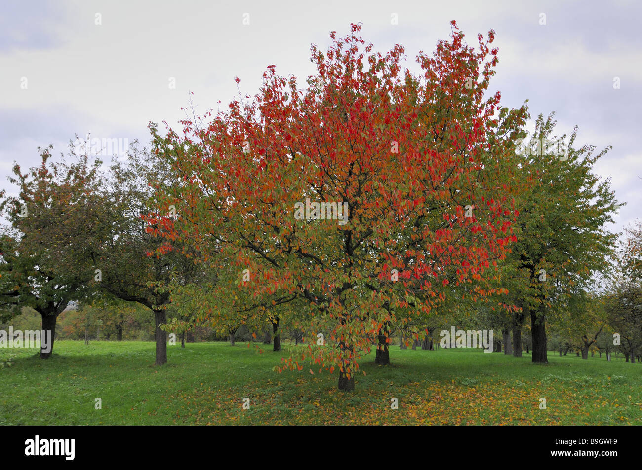 Kirschbaum verwaltet Grünland mit Obst Bäume Herbst Herbst-Färbung Herbst Laub herbstlichen Jahreszeit Natur Baum Obstpflanzen Stockfoto