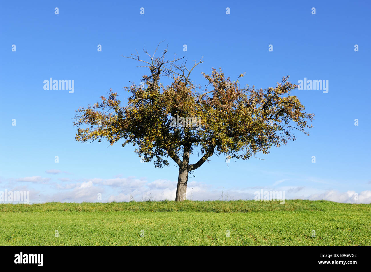 Baum Herbst Feld Breitblättrige Apfelbaum freistehende Baum Natur Frucht Baum Wiese Landschaft Saison Solitär-Baum Himmel blau Stockfoto