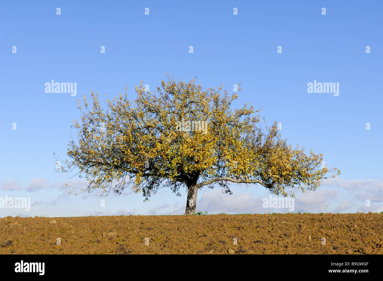 Baum Herbst Feld Breitblättrige Apfelbaum freistehende Baum Natur Frucht Baum Landschaft Saison Solitär-Baum Himmel blau Stockfoto