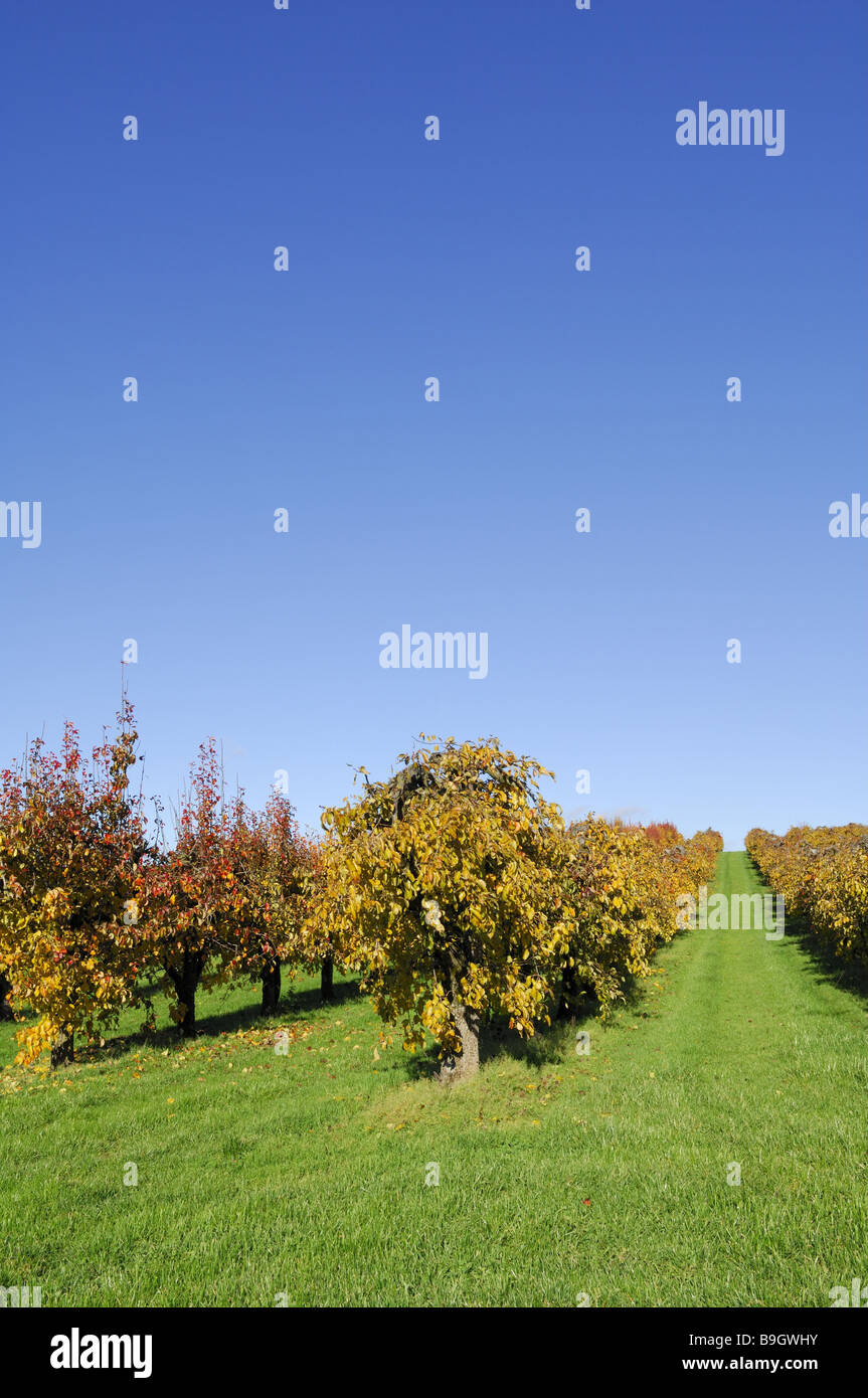 Obst-Plantage Birnbäume Herbst Frucht Baum-Installation Obstbäume Laubbäumen Landwirtschaft Saison Landschaft Stockfoto