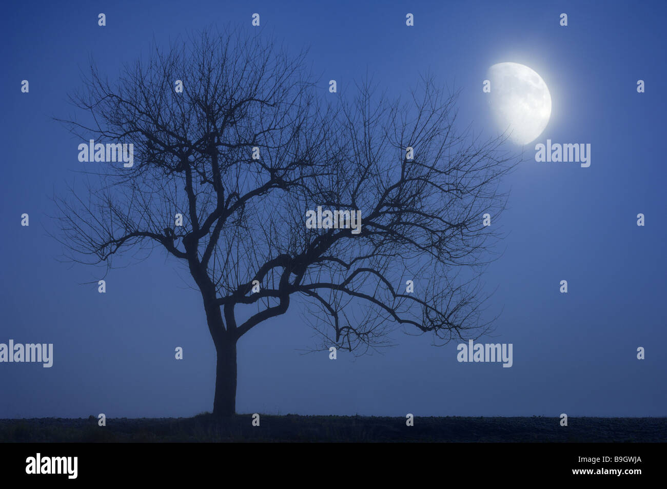 Baum kahl Silhouette Mond Apfel Baum Mond Abendstimmung Baum Landschaft verlassen Stille Stille Solitär-Baum Feld winter Stockfoto