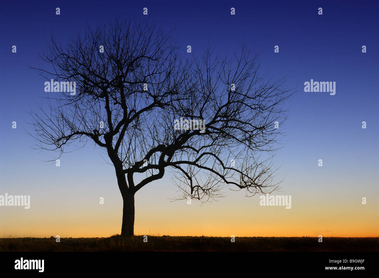 Baum kahl Silhouette Sonnenuntergang Apfel Baum Abendstimmung Stimmung voll Himmel Baumlandschaft verlassen Stille Stille Solitär-Baum Stockfoto
