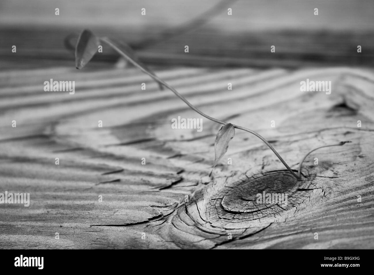 Eine Curling-Ranke über Holz Texturen, Leben & Tod überlagert Stockfoto