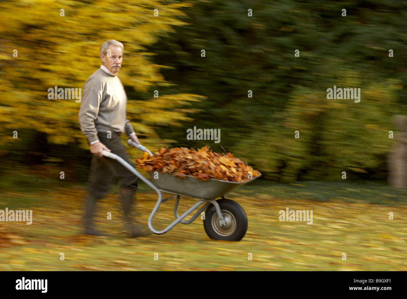 Garten senior im Garten Schubkarre Laub schiebt mit Herbst