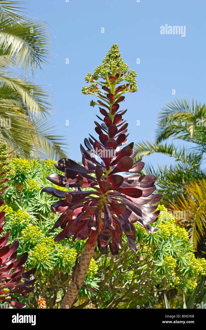 Aeonium Zyklopen Anlage, riesige rote Aeonium und Blume Stockfoto