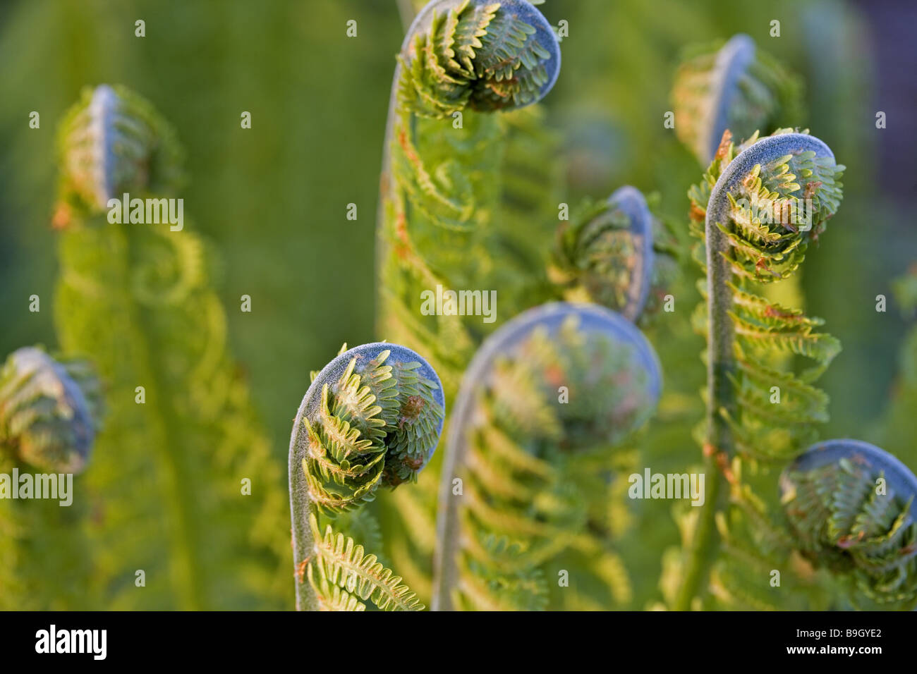 Farn Blatt-Sprossen Detail Entwicklungsserie Pflanzen Farn-Pflanzen Farn-Bltter  Wedel Instinkte gerollt gerollt in Wachstum erffnet Stockfotografie - Alamy