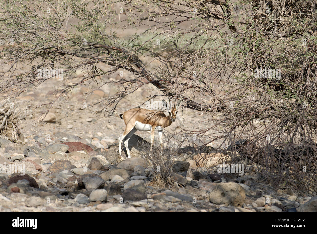 Liebesverhältnis Spekegazelle Gazella Spekei Wachsamkeit Afrika Ostafrika Dschibuti Wildlife Wildlife Tier wilde Tier Säugetier Stockfoto