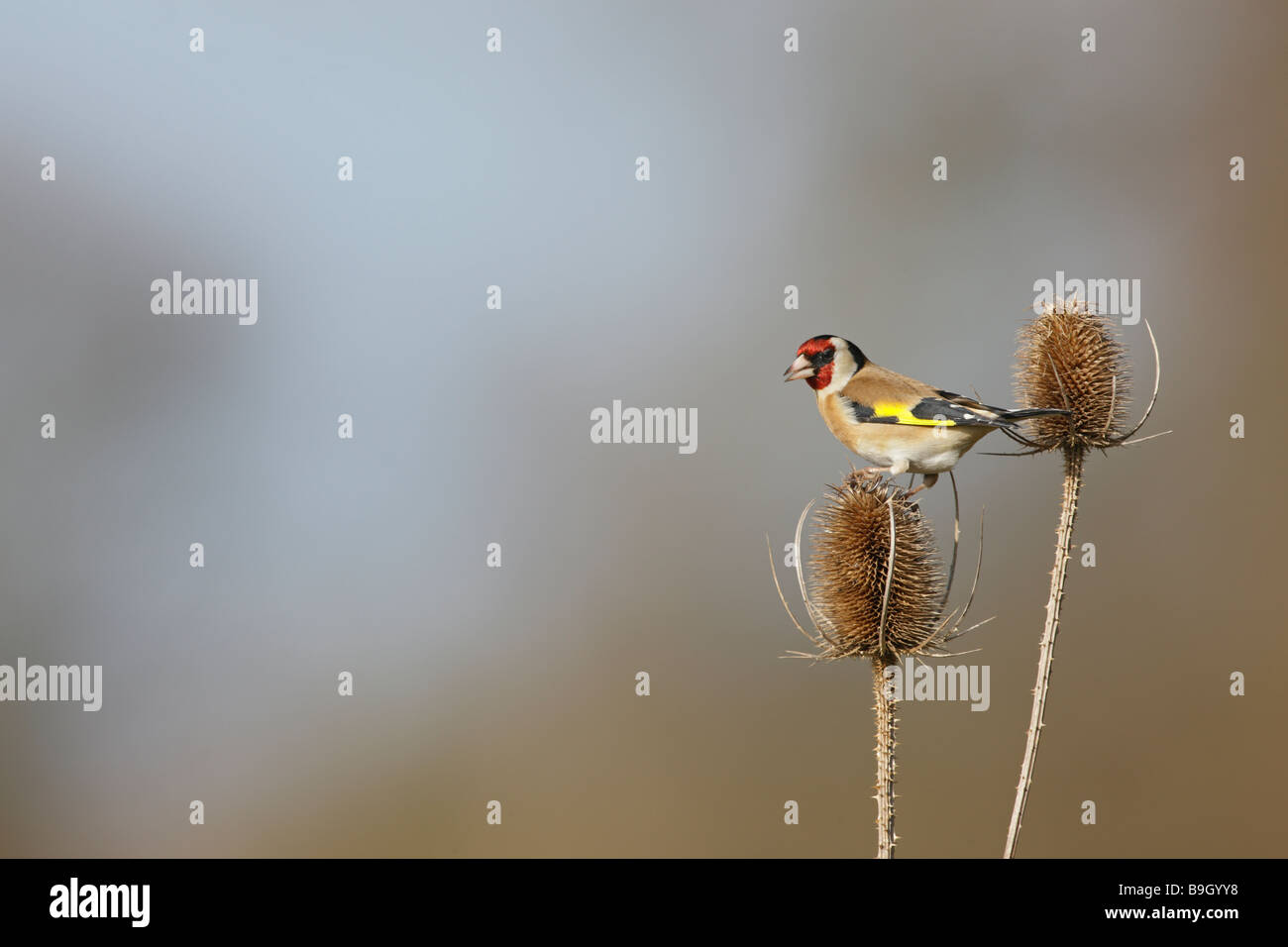 Stieglitz Zuchtjahr Zuchtjahr auf Karde Stockfoto