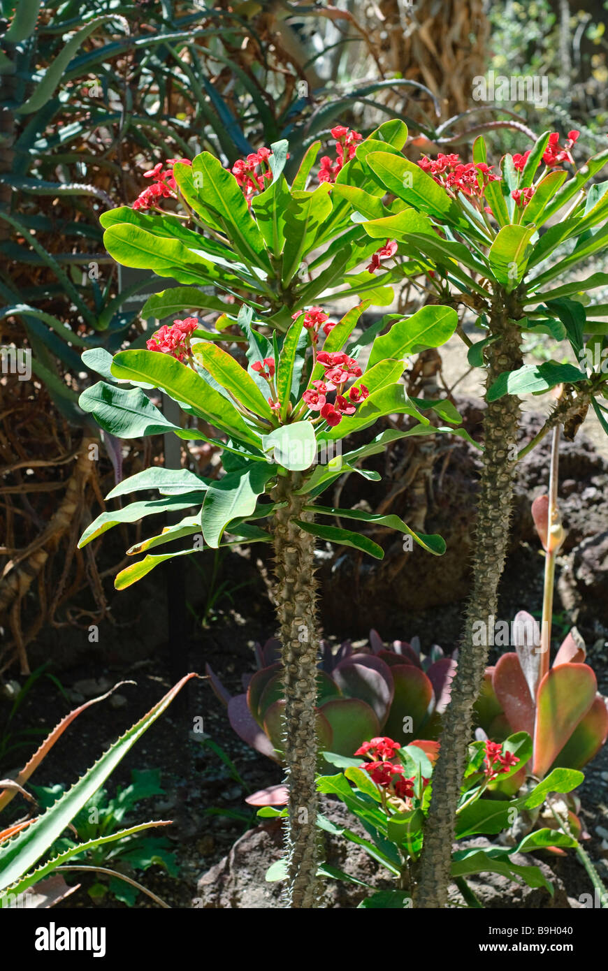 Euphorbia Milii, Dornenkrone Pflanze Stockfotografie - Alamy