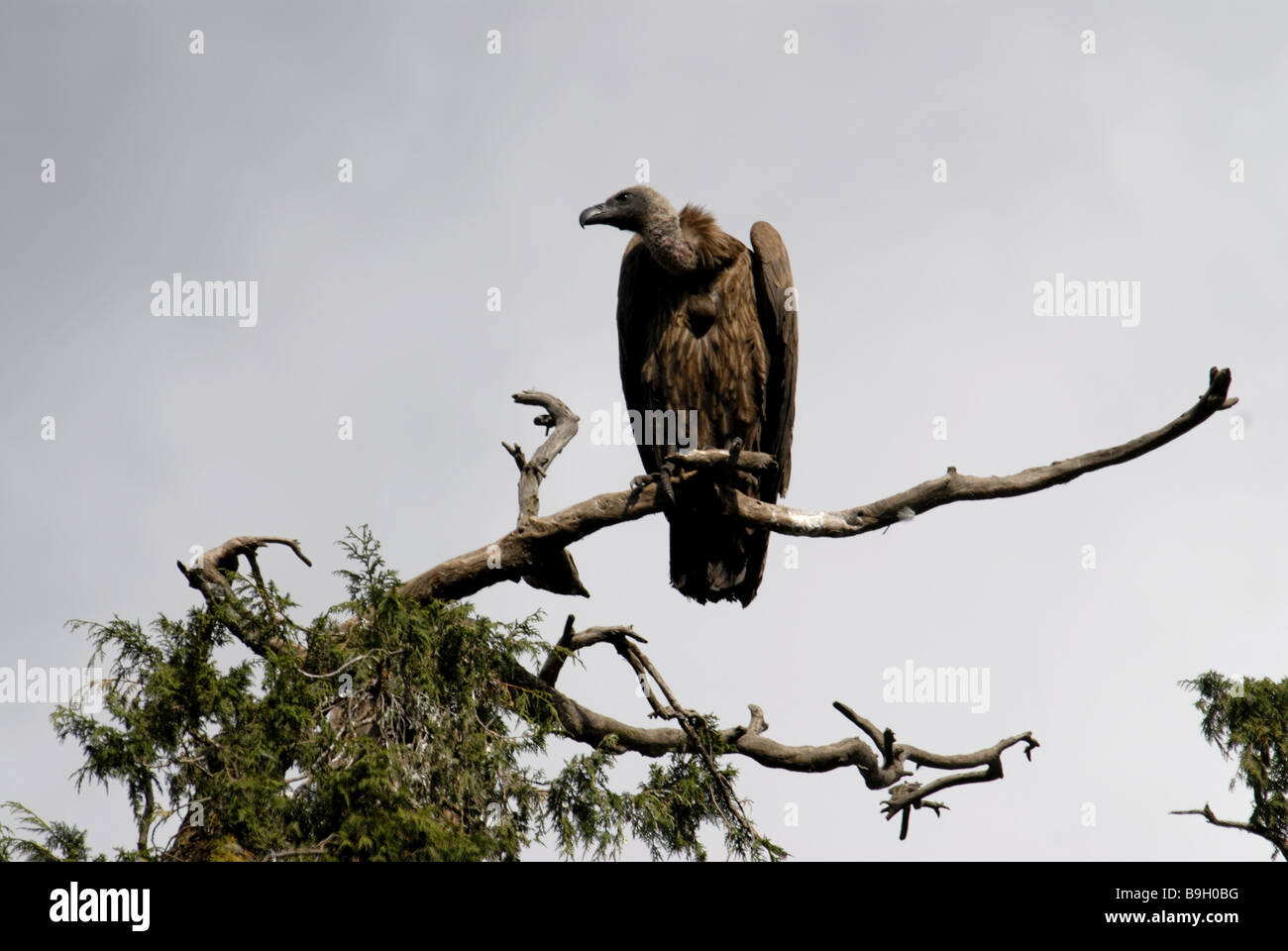 Äthiopien Zweig Bart-Geier sollten Barbatus Meridionalis Wachsamkeit Ost-Afrika Wildlife Wildlife Tier wildes Tier Stockfoto