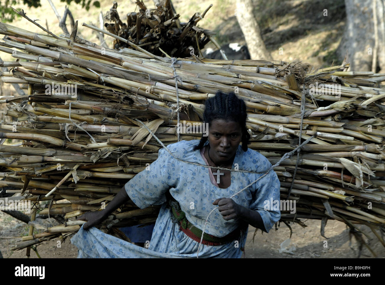 thiopien Frau Bambus konzentriert Rcken tragen Afrika Ostafrika  eingeborenen Vlkern Brennholz sammelt auerhalb Symbol farbig  Stockfotografie - Alamy