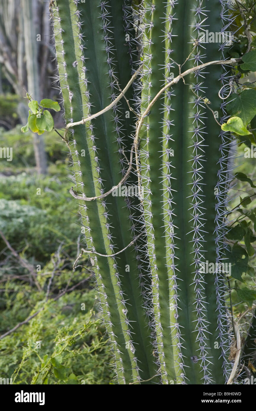 Aruba Vegetation Kaktus geschmeidig-Pflanze Detail ABC Inseln wenig ein Antillen Niederländische Antillen Karibik Insel-Karibikinsel Stockfoto