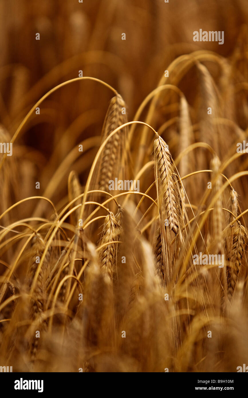 Gerstenfeld Stockfoto