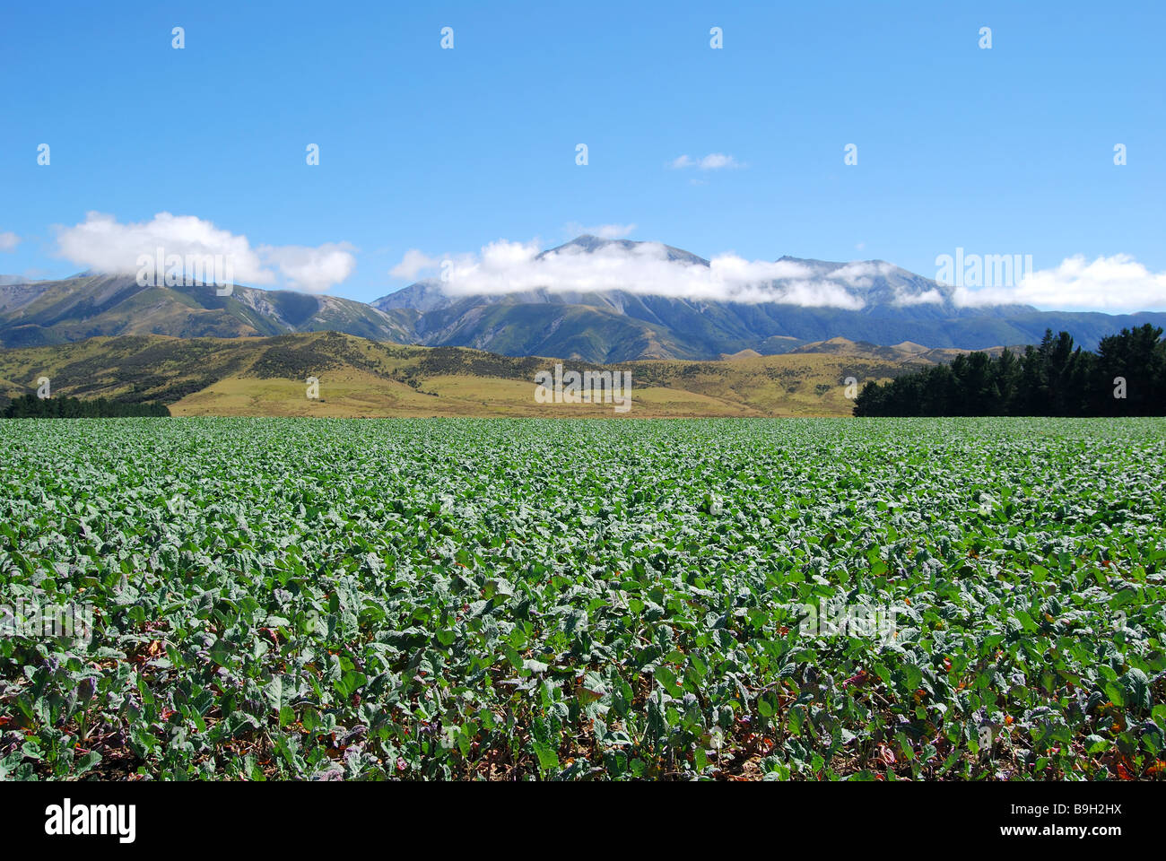Grüne Gemüse-Ernte, Selwyn Bezirk, Canterbury, Südinsel, Neuseeland Stockfoto