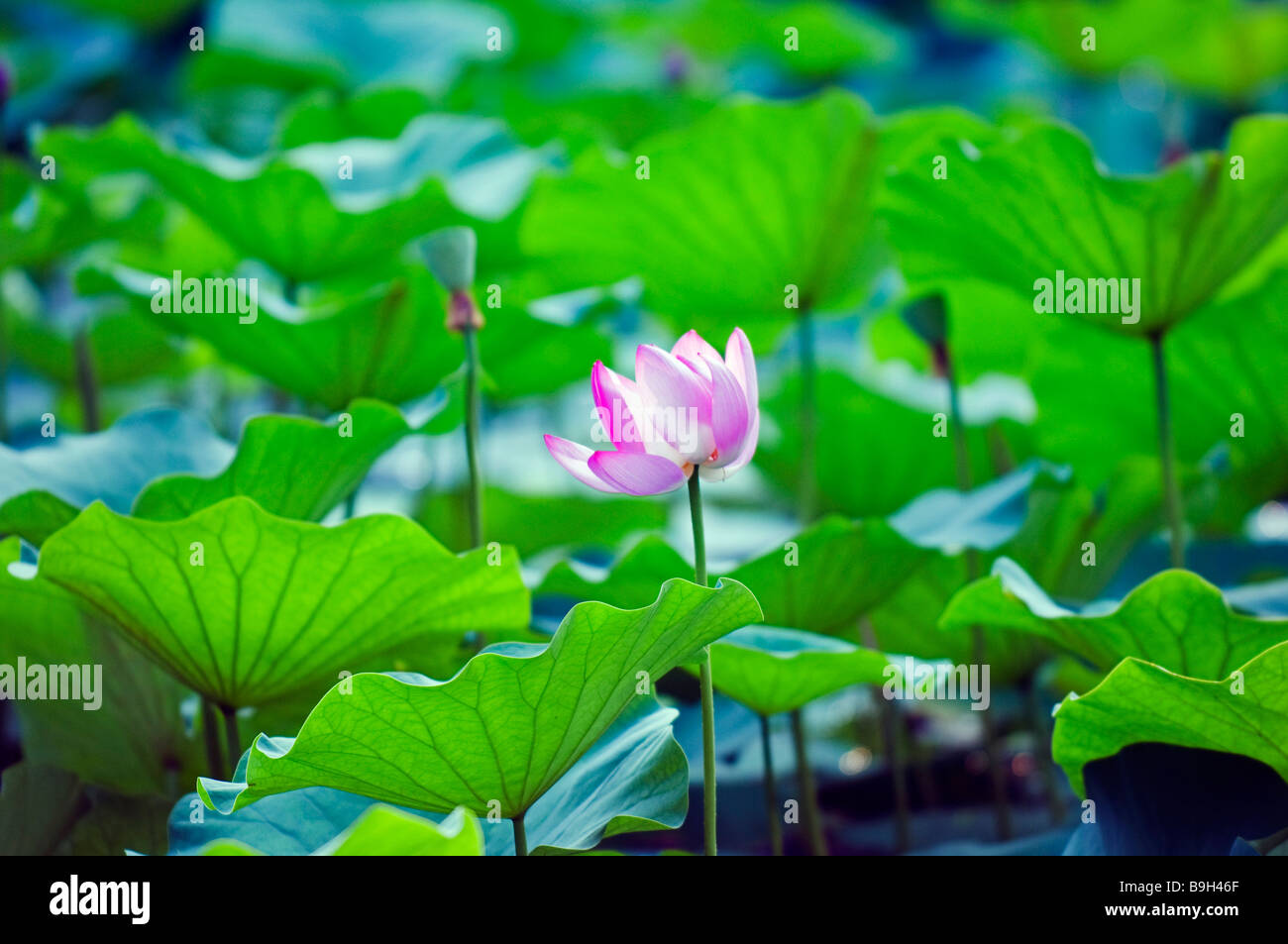 China, Peking. Seerosen und Blume Stockfoto