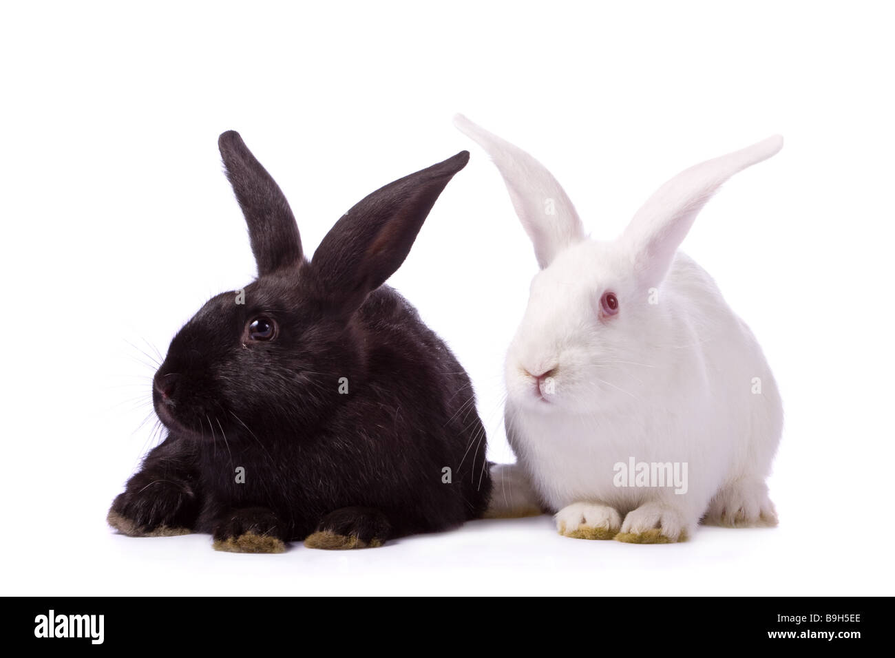Schwarzes Kaninchen und weißen Kaninchen isoliert auf weißem Hintergrund Stockfoto