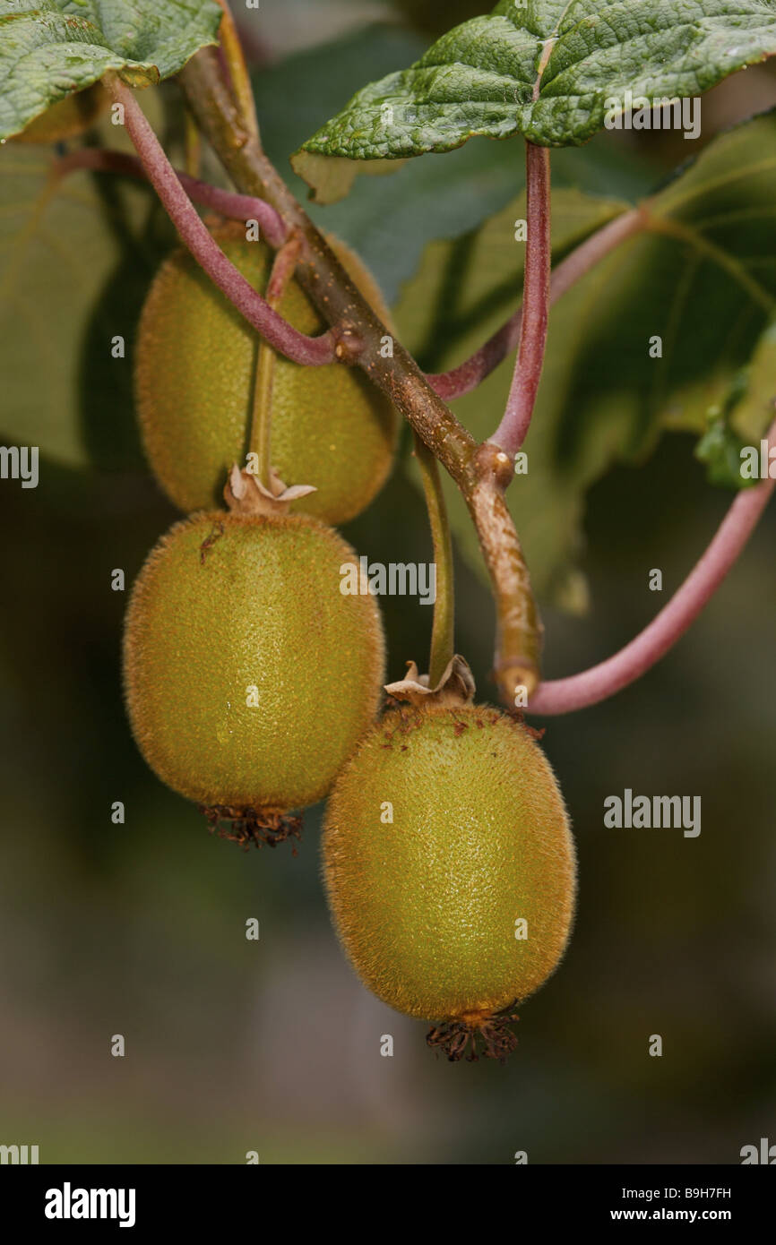 Strauch Kiwis Dreierreihe Neuseeland Nordinsel Bucht von viel Te Puk