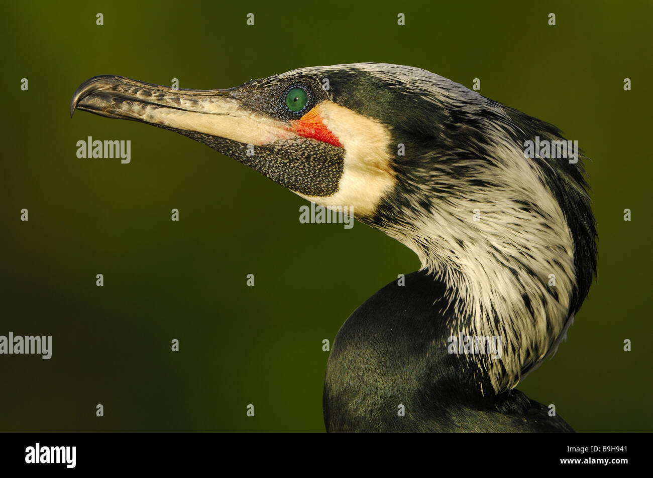 Kormoran Phalacrocorax Carbo Porträt seitwärts Seitenansicht Tiere Vogel Wild-Tier Wasservögel Pelecaniformes Fisch-Räuber Stockfoto