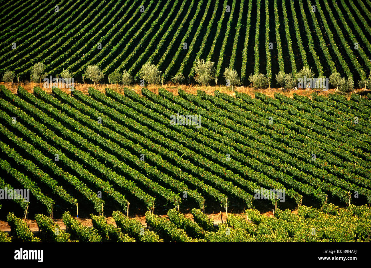 Chile, Region V, Santiago. Cousino Macul Weinberge, Zentral-Chile Stockfoto