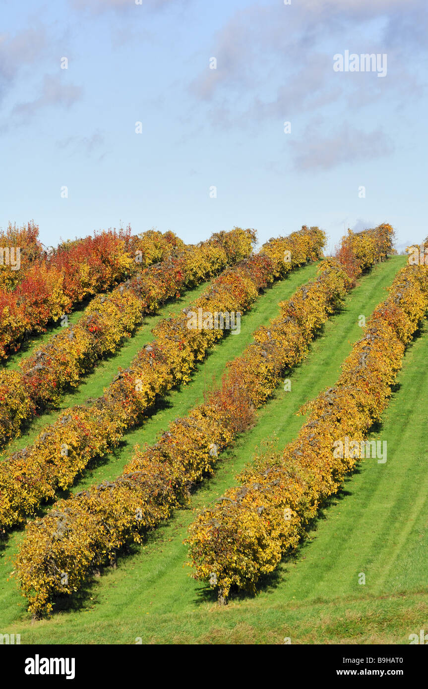 Obstgarten-Birnenbäume Stockfoto