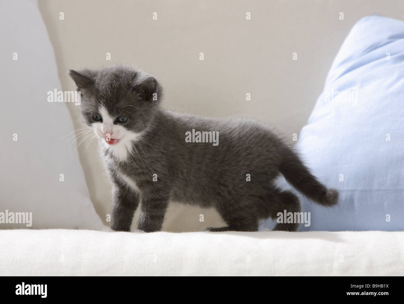 Couch Katze Junge weiß grau-steht Gejaule Down-sieht Tiere Säugetiere  Haustiere junge junge Hauskatze Katze-junge Katze Baby Kätzchen  Stockfotografie - Alamy