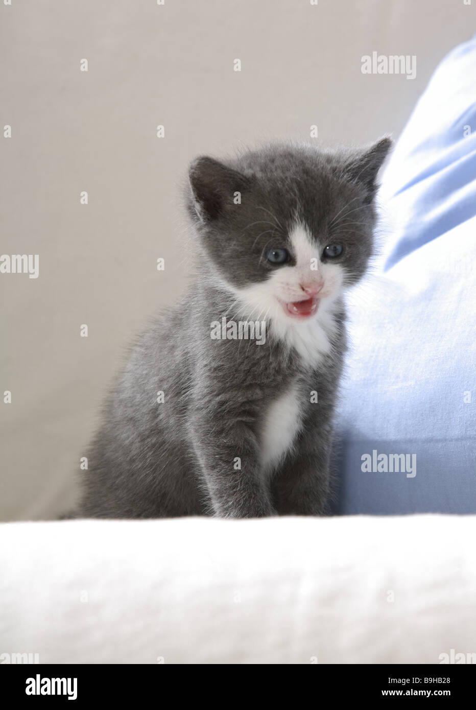 Couch Katze Junge weiß grau-steht Pelzkugel Seitenansicht Tiere Säugetiere  Haustiere Hauskatze Katze-junge Katze Baby Kätzchen junge junge  Stockfotografie - Alamy