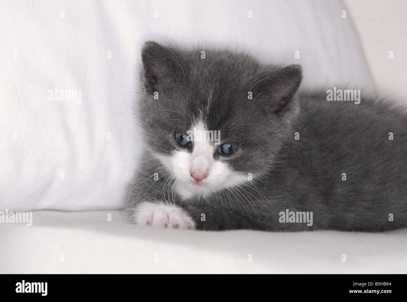 Couch Katze junge grau-weiß liegend müde Porträt Tiere Säugetiere Haustiere  Hauskatze Katze-junge Katze-Baby junge junge Kätzchen Stockfotografie -  Alamy