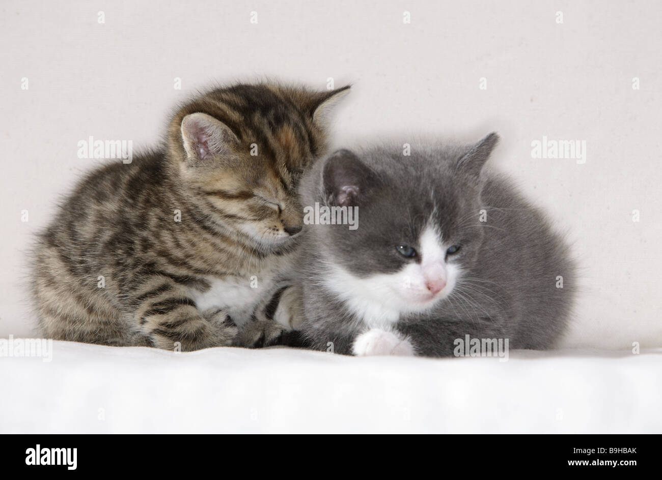 Katze Kuschelt Sich Nachts An Mich Sofa Katzen junge nebeneinander liegend kuschelt sich schläfrig Kurbad