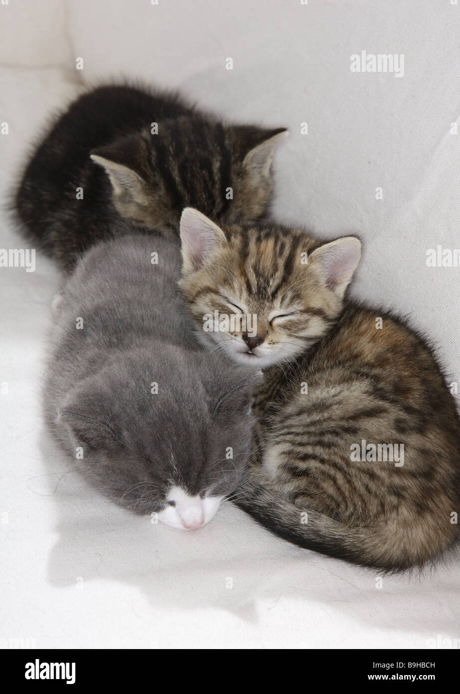 Katze Kuschelt Und Greift Dann An Kuschelnde katzen schlafen -Fotos und -Bildmaterial in hoher Auflösung
