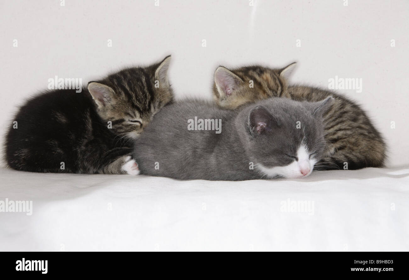 Katze Kuschelt Und Greift Dann An Kuschelnde katzen schlafen -Fotos und -Bildmaterial in hoher Auflösung