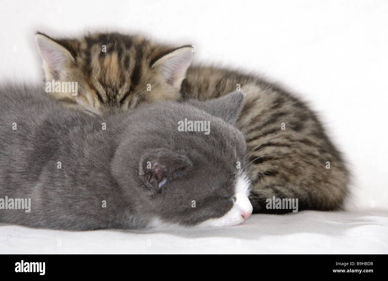 Katze Kuschelt Sich Nachts An Mich Kuschelnde katzen schlafen -Fotos und -Bildmaterial in hoher Auflösung