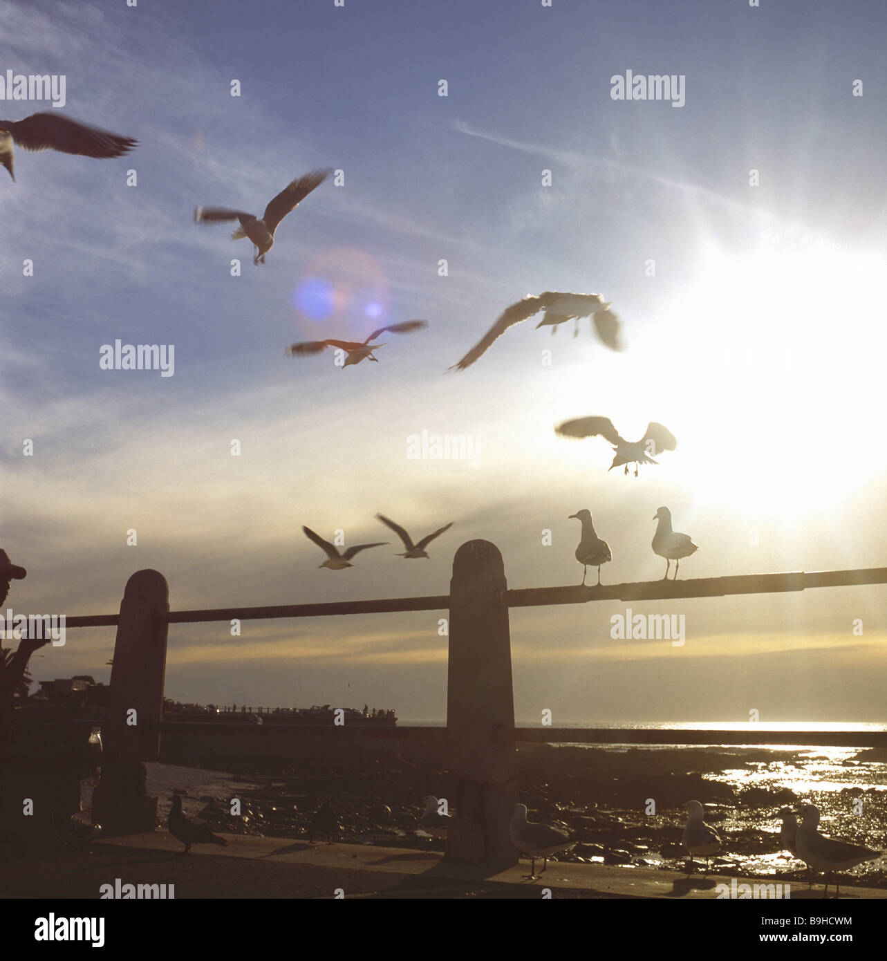 Südafrika-Westkap Strand Möwen See Gegenlicht Afrika Tiere Vögel Bewegung Beiträge fliegen-Handläufe Sonnenuntergang-Abendsonne Stockfoto