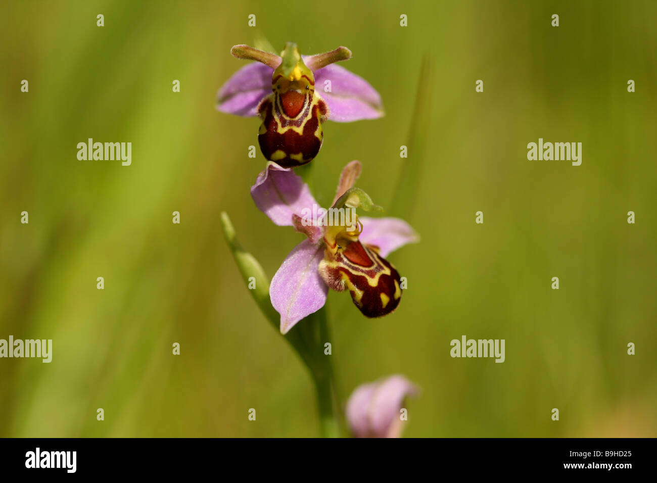 Biene Orchidee Ophrys Apifera der Orcidaceaea Familie Blüten imitiert Juni Juli Grafschaft Blume von Bedfordshire die Biene Stockfoto