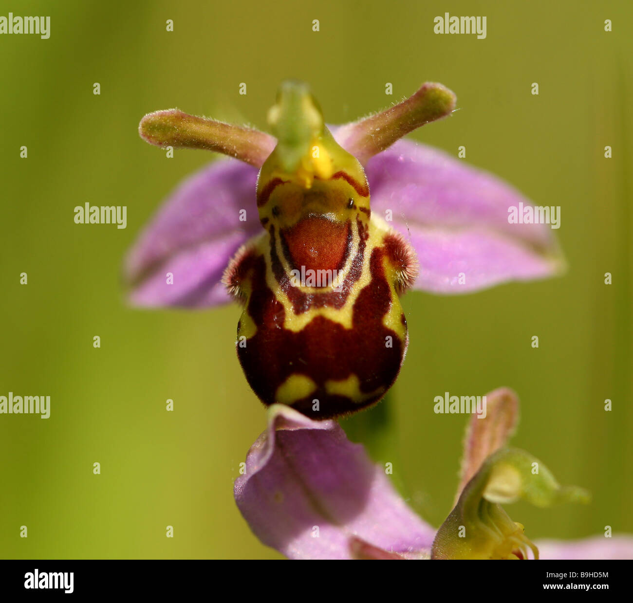 Biene Orchidee Ophrys Apifera der Orcidaceaea Familie Blüten imitiert Juni Juli Grafschaft Blume von Bedfordshire die Biene Stockfoto