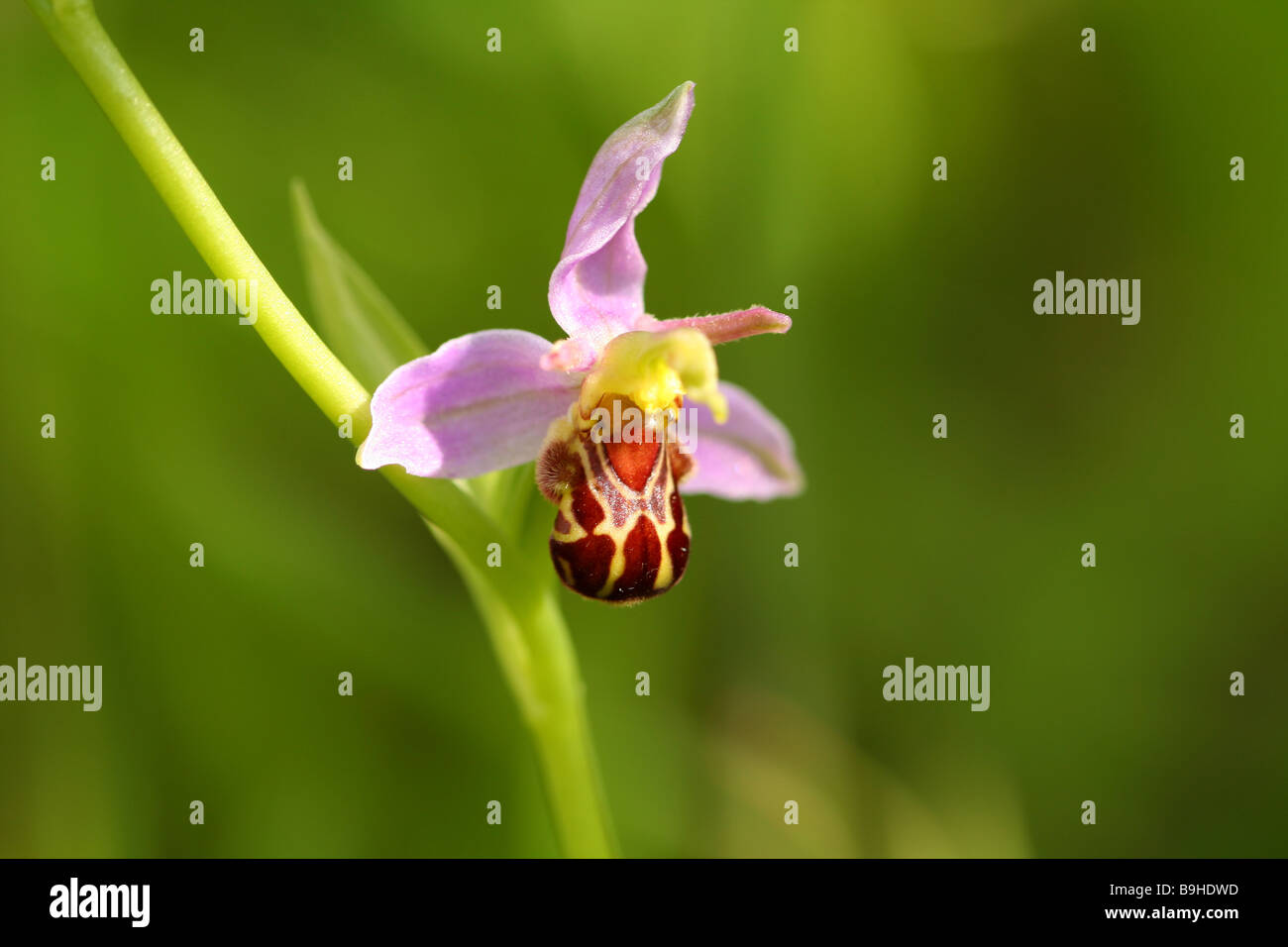 Die Biene Orchidee Ophrys Apifera gesehen blüht in Spikes etwa im Juni Juli auf Boden gestört. Diese Orchidee tritt in freier Wildbahn Stockfoto