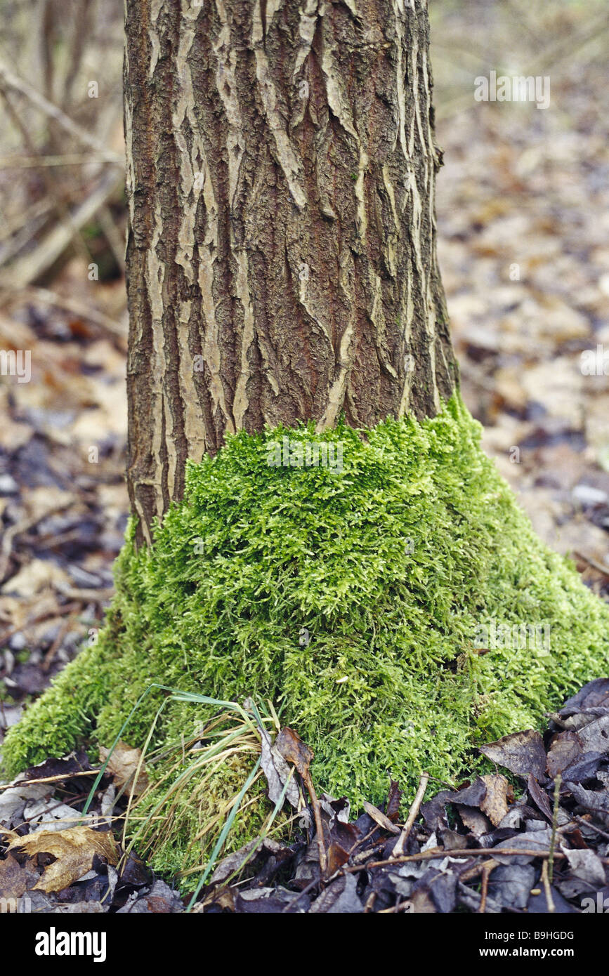 Baum-Stamm-Moos fallen Laub Vegetation Breitblättrige Baum Log Asche  Pflanzen Moos-Pflanzen Moos-Kissen moosig-Wetterseite Stockfotografie -  Alamy